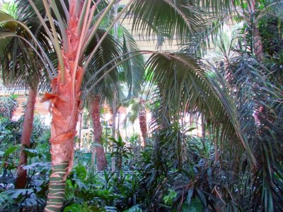 Madrid Atocha(jardin)(1) Madrid Atocha(jardin)(1)