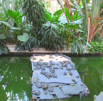 Madrid Atocha jardín tropical 1 Madrid Atocha jardín tropical 1
